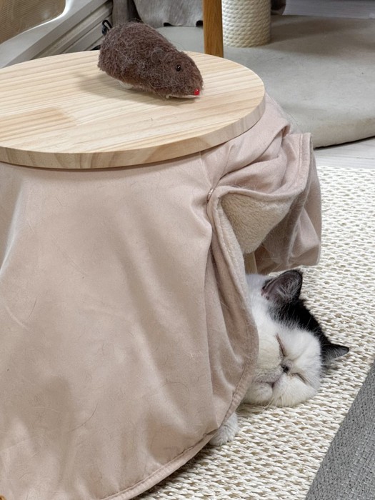 こたつで寝るぷっくん