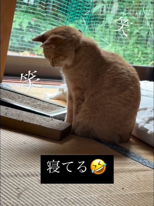 座って寝ている猫