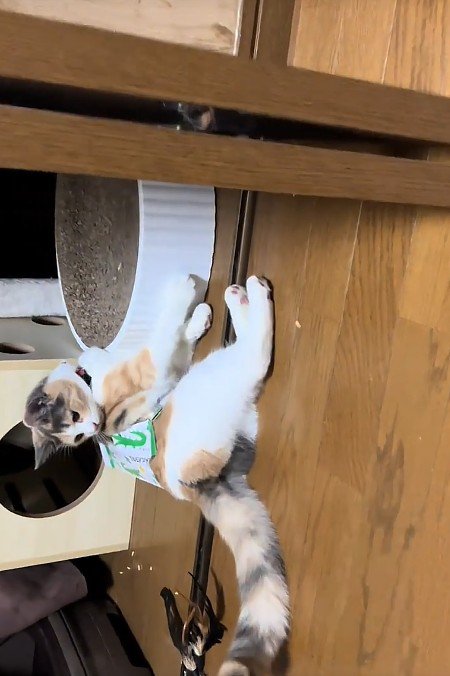 ティッシュ箱を身につけた猫
