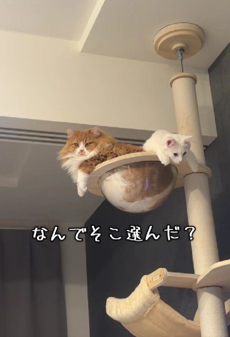 クリアボウルに入る2匹の猫
