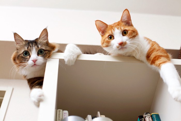 本棚の上でおもちゃを見つめる2匹の猫 