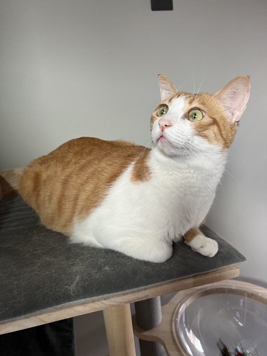 くつろぐぽーくん