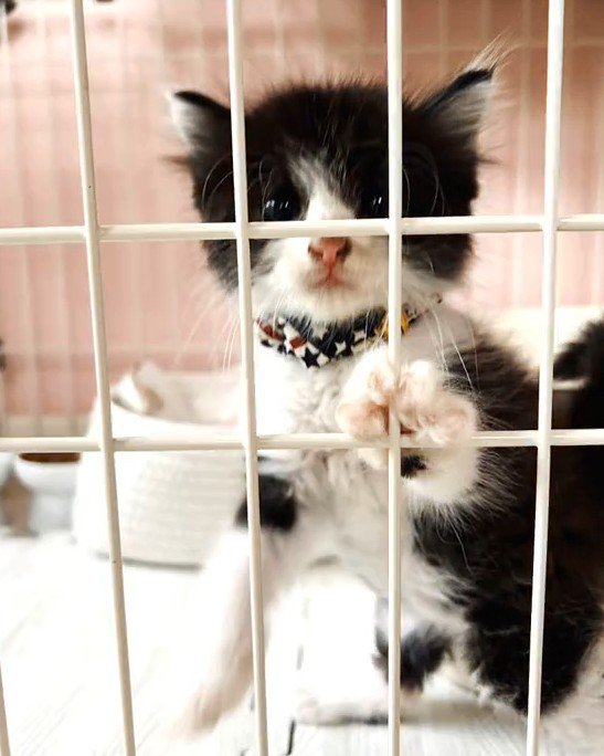 ケージの中にいる猫