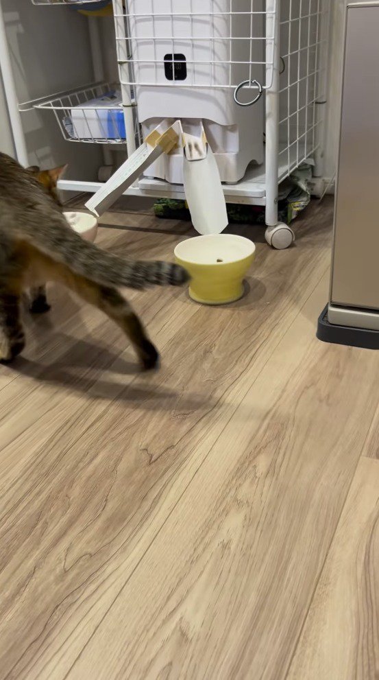 自動給餌器から出てくるごはん