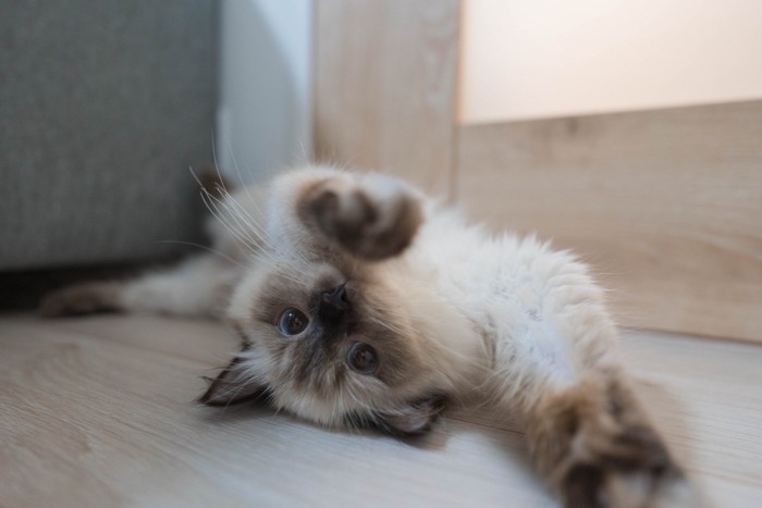 仰向けになってくつろぐ猫