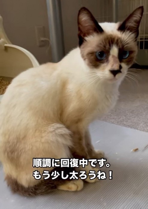 座る猫