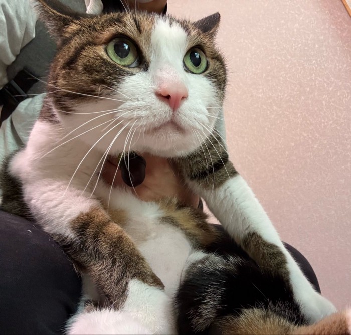 きょとんとした表情で飼い主に抱かれる猫