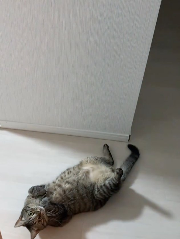 廊下でひっくり返っているカメラ目線の猫