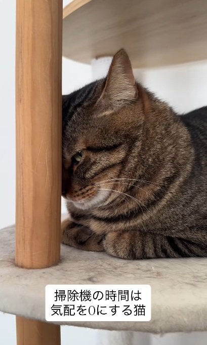 キャットタワーの柱の後ろに隠れる猫