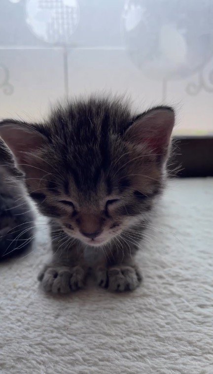 目をつむる子猫