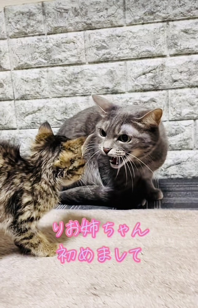 子猫を威嚇するサバトラ猫