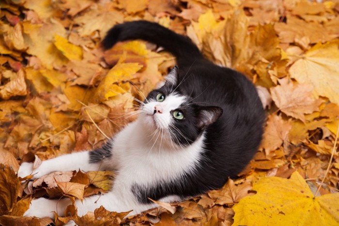 落ち葉の上でくつろぐ猫