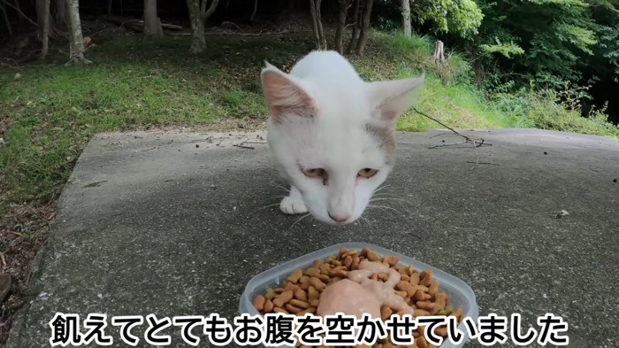 ごはんに近づく猫