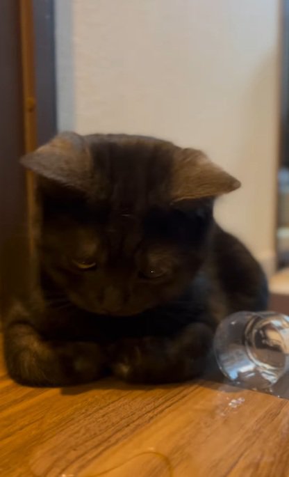 水の器をひっくり返す黒猫