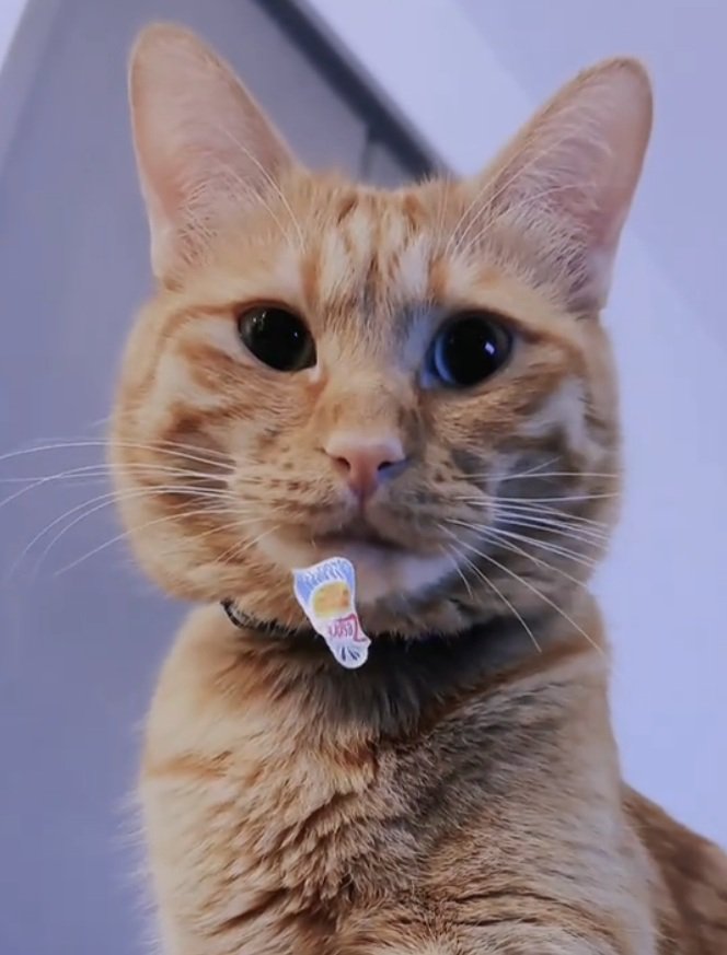 カメラ目線の猫