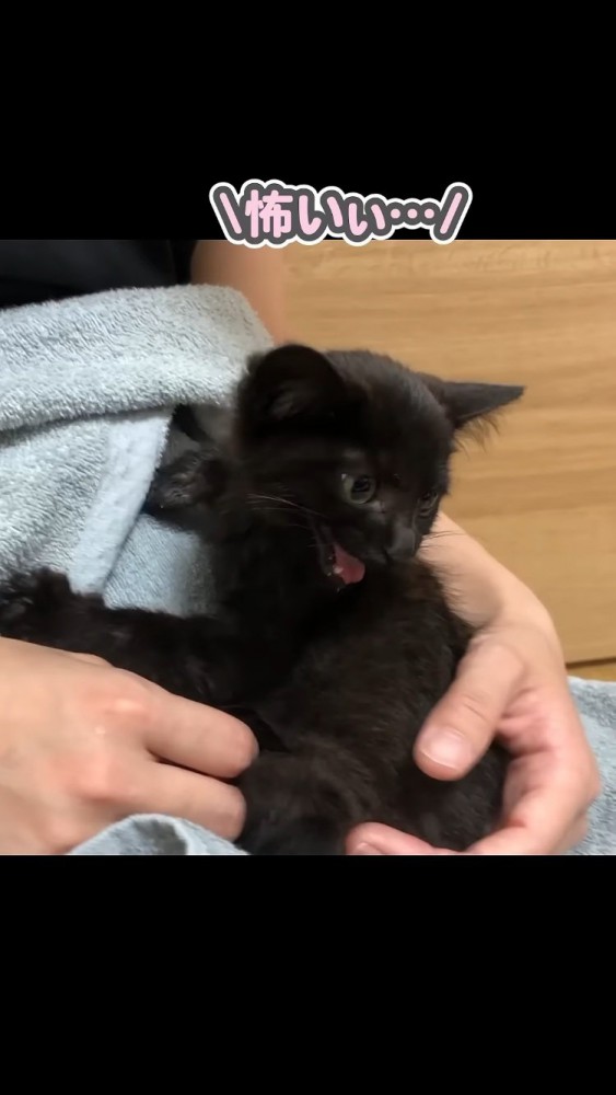 ママの足の上で鳴く子猫