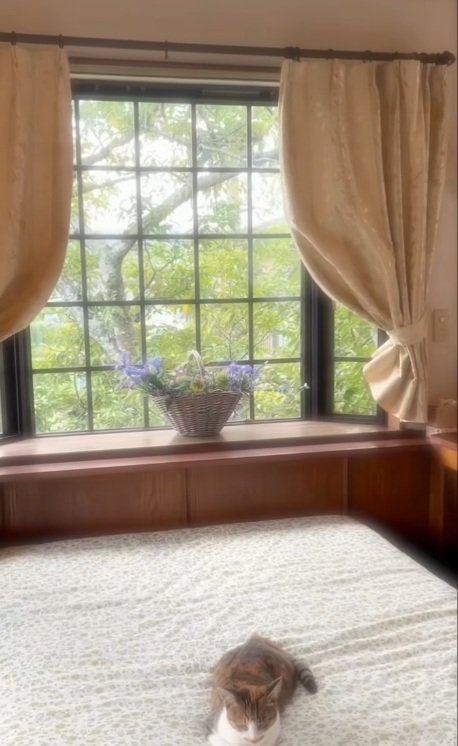 ベッドの上で香箱座りしている猫