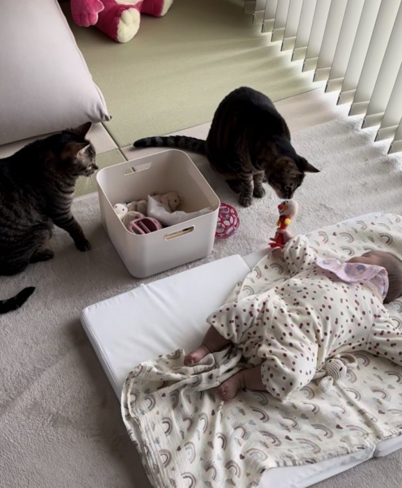 赤ちゃんが持つオモチャの匂いをかぐ猫