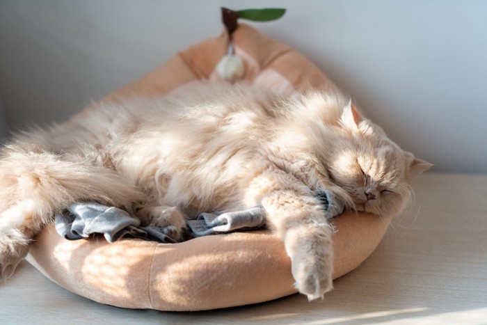 果物モチーフのベッドで寝ている猫