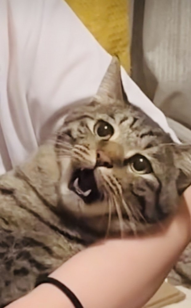 ママさんに爪を切られるキジトラ猫