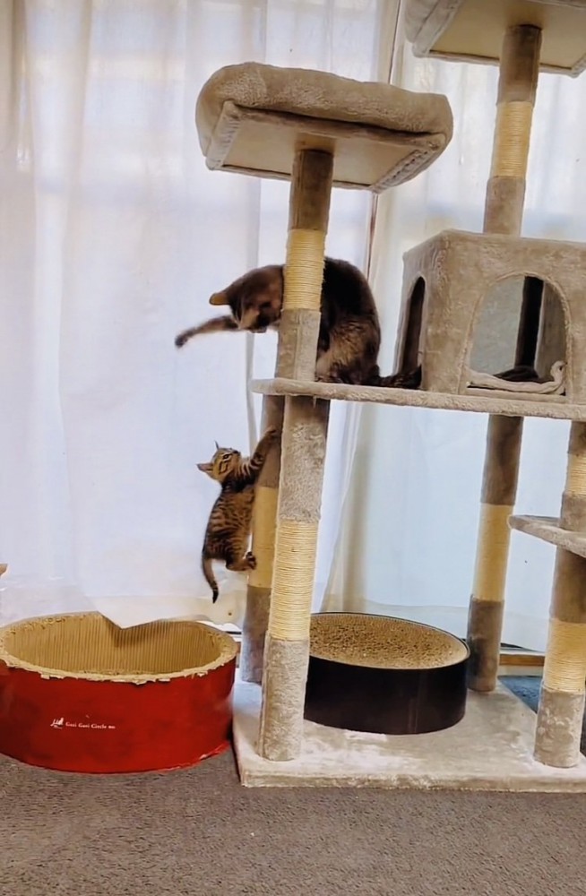 キャットタワーでじゃれ合う子猫とサバトラ猫