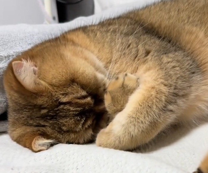 目を押さえて熟睡するがんもどきくん