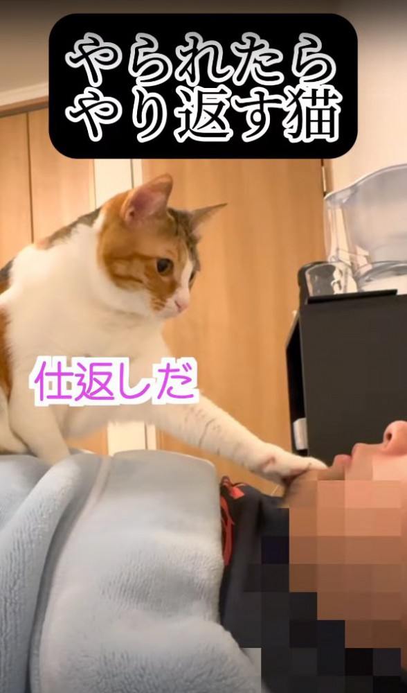 ツンツンしながら飼い主さんを見つめるまよちゃん