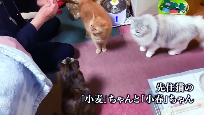 テロップ「先住猫の～」