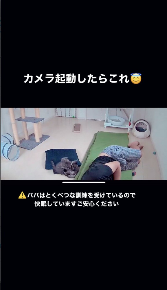 床でバトルする猫