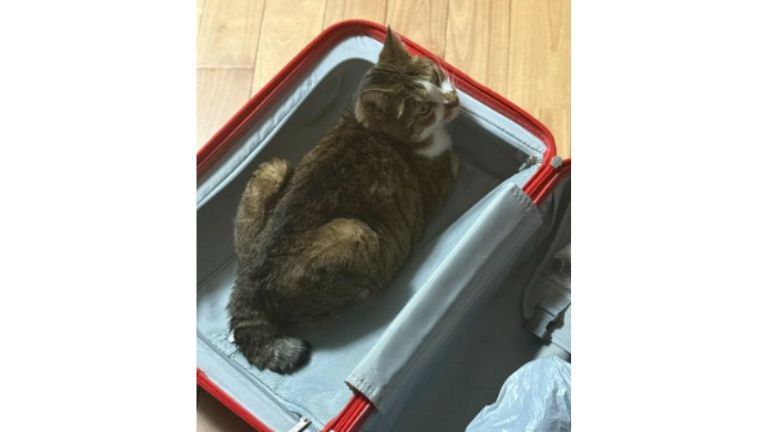 スーツケースと猫