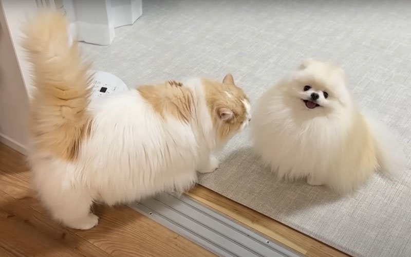 犬のにおいを嗅ぐ猫