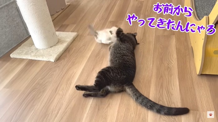 子猫に仕返しする猫