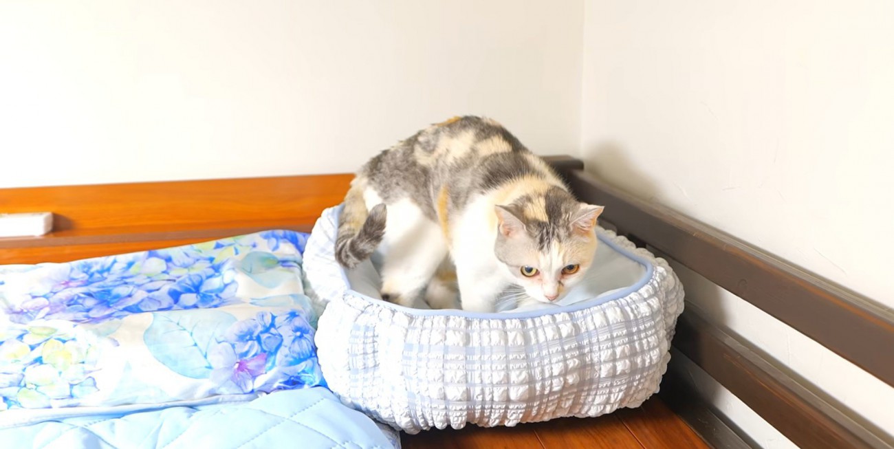 水色をした猫用ベッドのニオイを嗅ぐ三毛猫