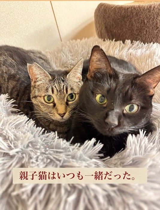 目が丸い2匹の猫