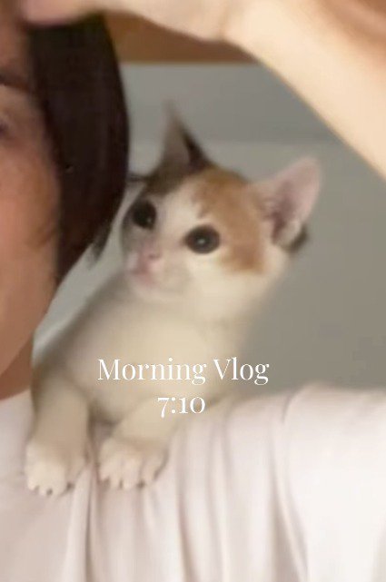 髪を直す女性の手を見つめる子猫