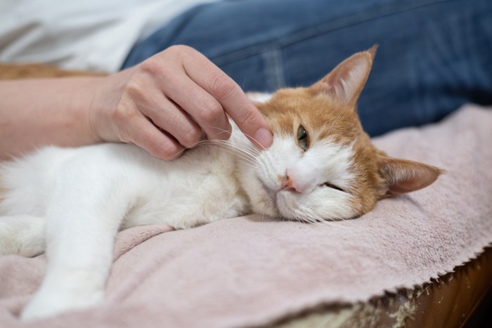 リラックスする猫