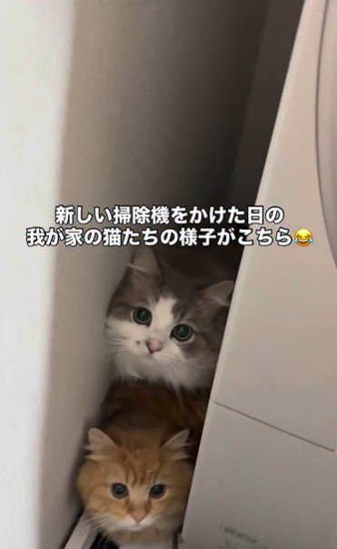 洗濯機の裏に隠れている猫