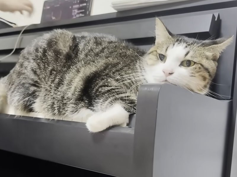 ピアノの上に寝そべる猫