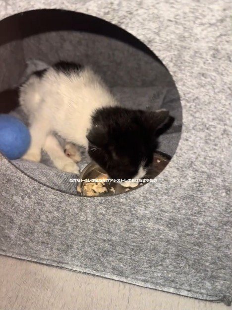 ご飯を食べる子猫