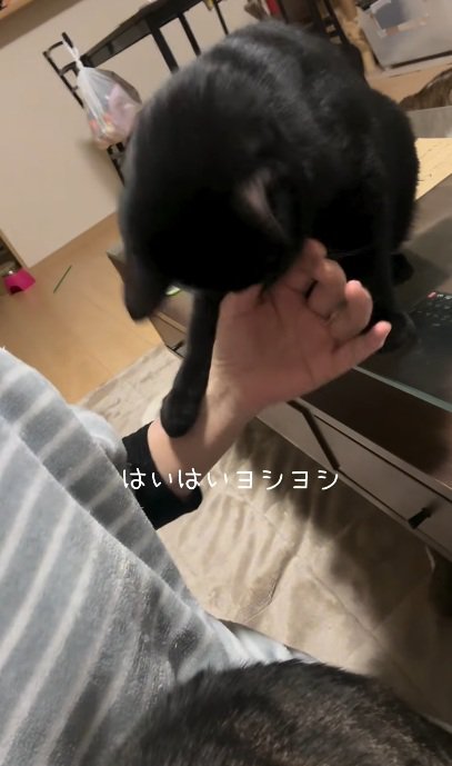 なでられている黒猫