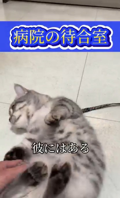 床でへそ天するリードを付けている猫