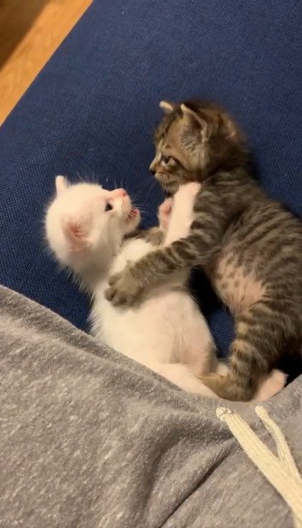 こむぎくんに向かって前足を伸ばすこゆきちゃん