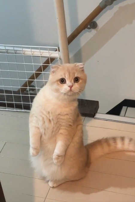 立っている猫