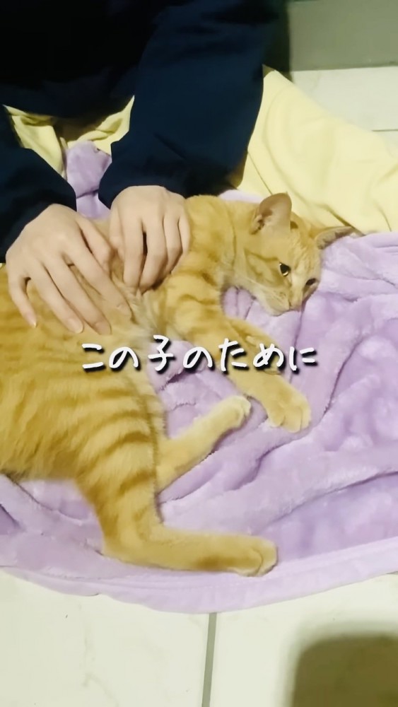 ママにマッサージされる子猫