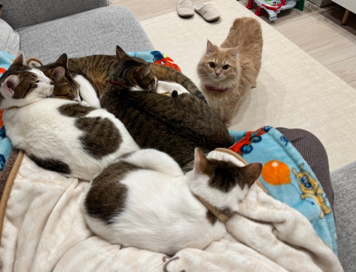 複数の猫が寝ている
