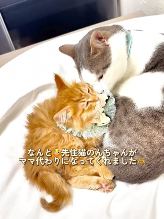 成猫と子猫