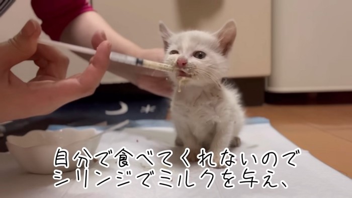 シリンジでミルクを飲まされる子猫