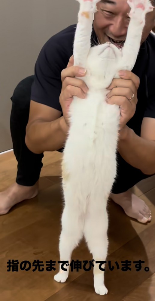 猫が伸びをする写真2