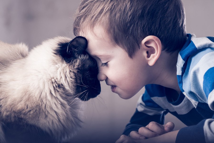 猫とおでこキッスをする少年