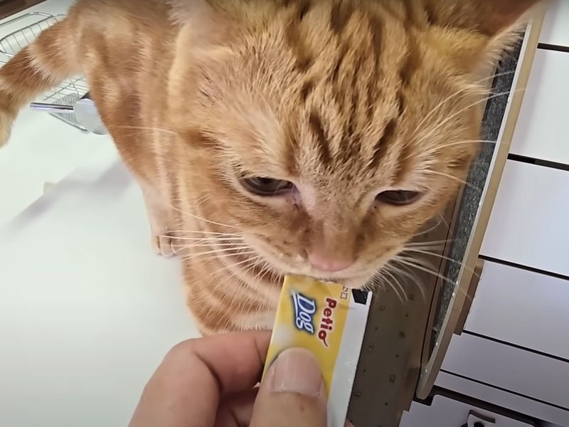 おやつをもらう猫